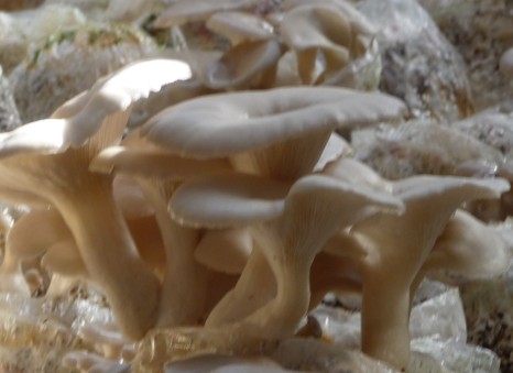 银血病为什么不能吃蘑菇呢